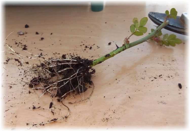 Выращивание черенков роз в картошке – посадка и уход