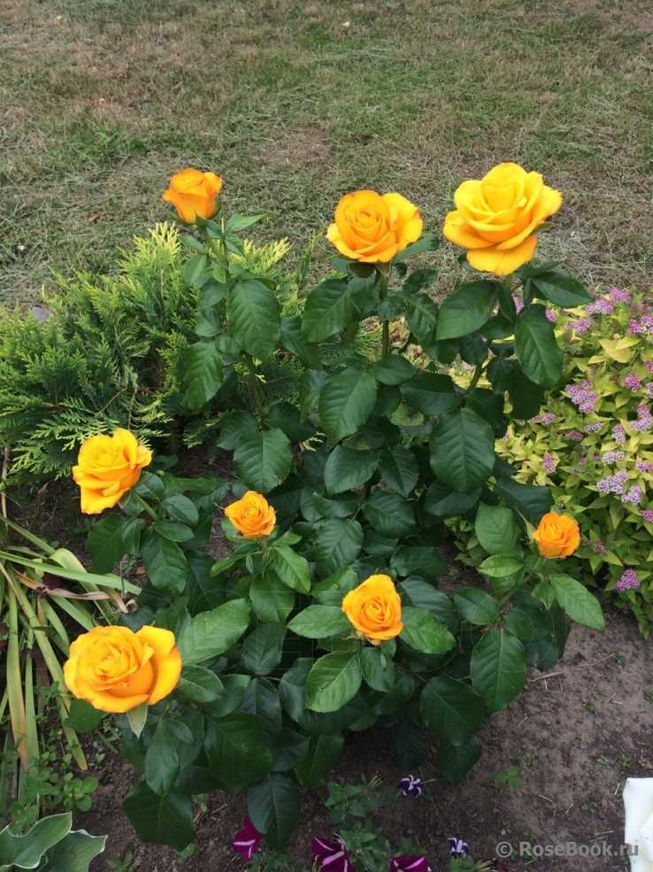 Прекрасные розы керио: описание и фото сорта, цветение и использование в ландшафтном дизайне, уход и другие нюансы