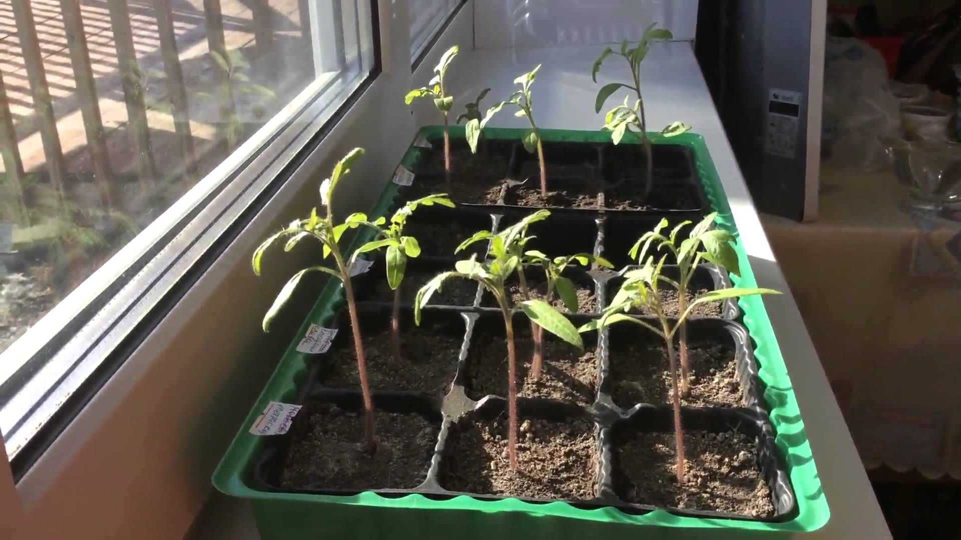Как надо поливать рассаду помидоров на подоконнике
