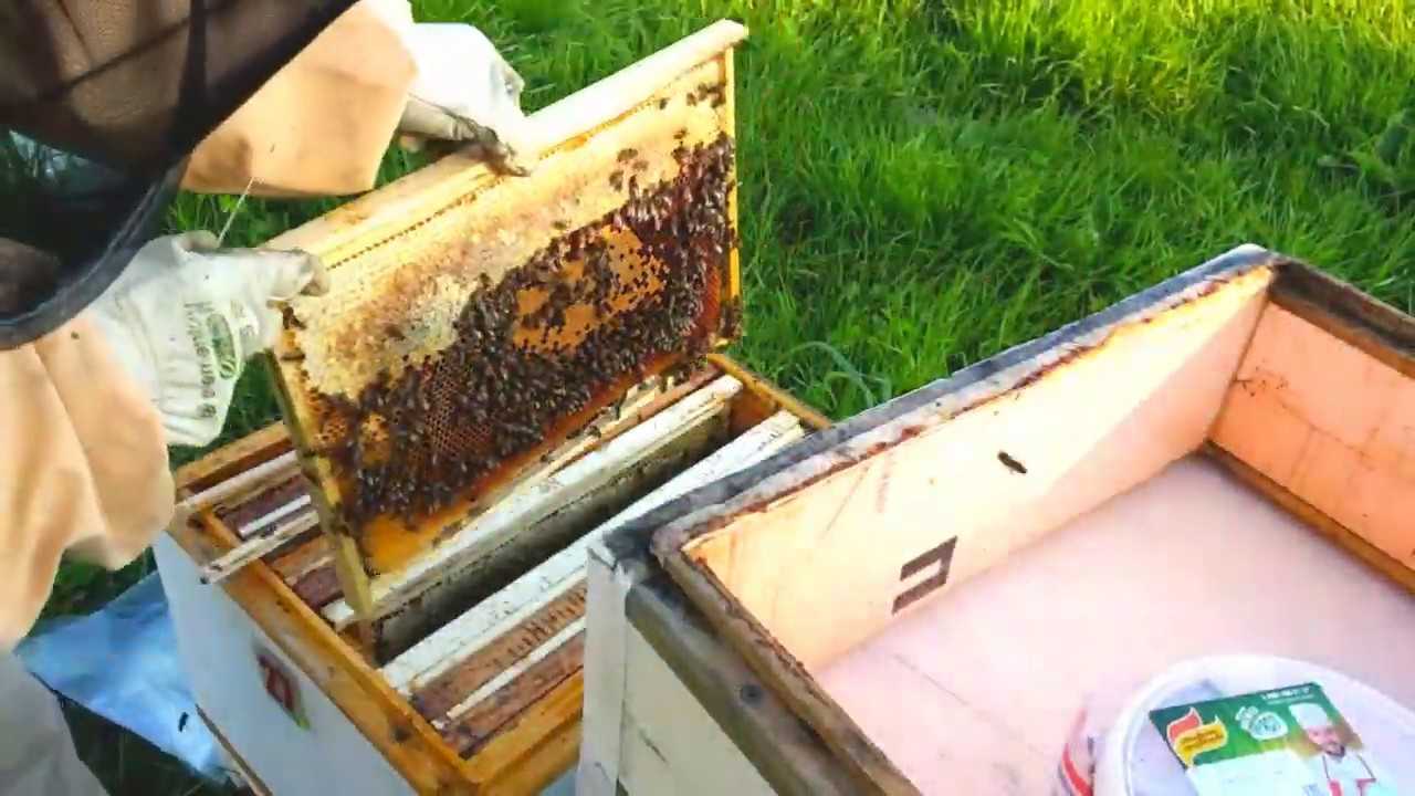 О вощине: что это такое, как заставить пчел тянуть вощину, для чего она нужна