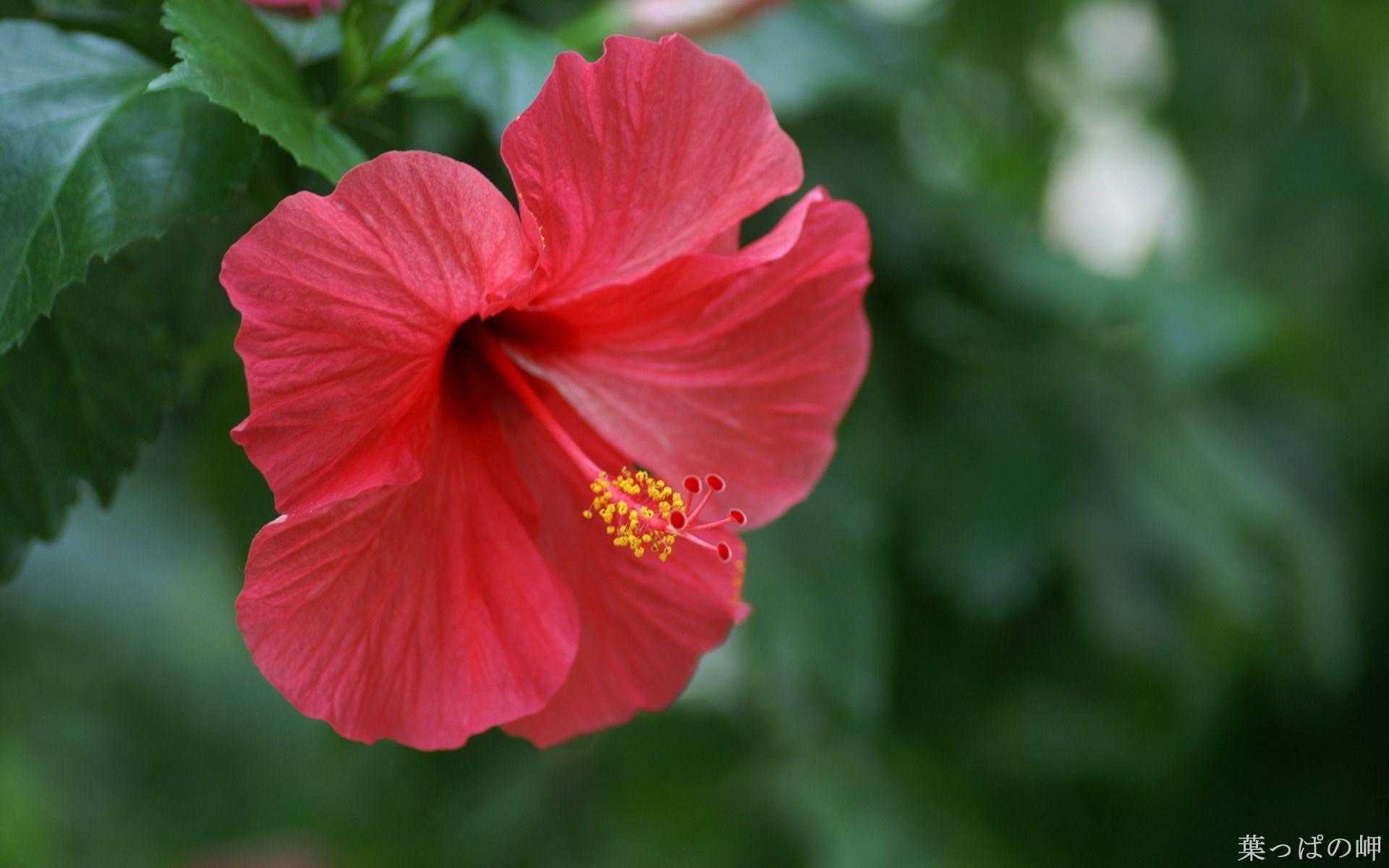 Родовое название китайской розы 8 букв. Гибискус красный немахровый. Гибискус вечнозеленый. Китайский каркаде гибискус.
