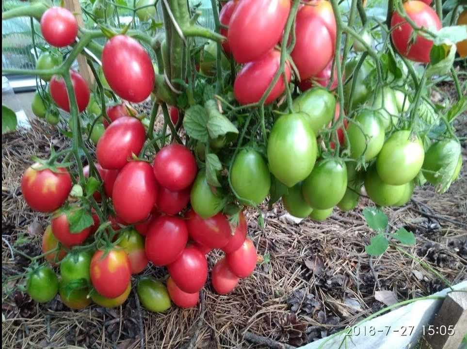 Бугай – мощь и красота томата. описание разновидностей сорта и особенности выращивания