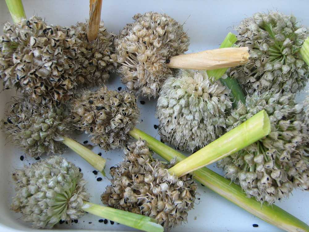 Семена декоративного лука семена на листьях