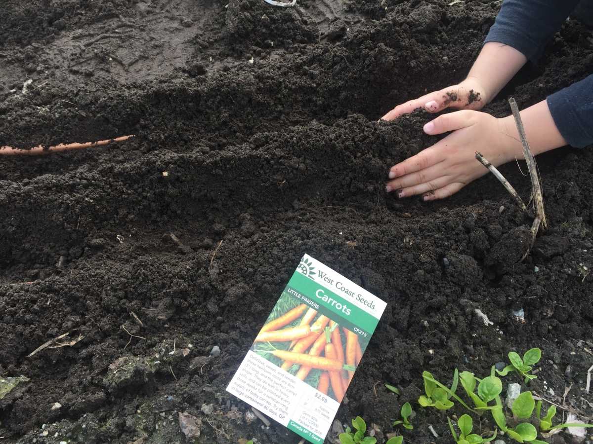 Когда можно сеять морковь в открытый грунт. Посадка моркови весной в открытый грунт. Посев моркови весной в открытый грунт в апреле 2022 года. Посадка моркови весной в открытый грунт семенами. Посев моркови.