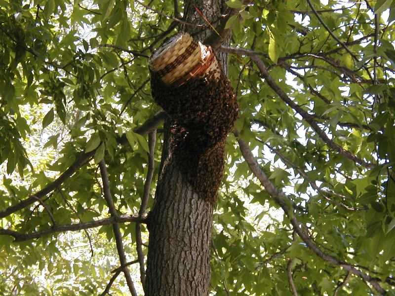 Как поймать пчелиный рой – инструкции и рекомендации