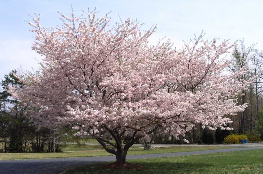 Вишня дерево: описание соцветий, плодов и варианты их применения. выращивание вишни от а до я (140 фото и видео)