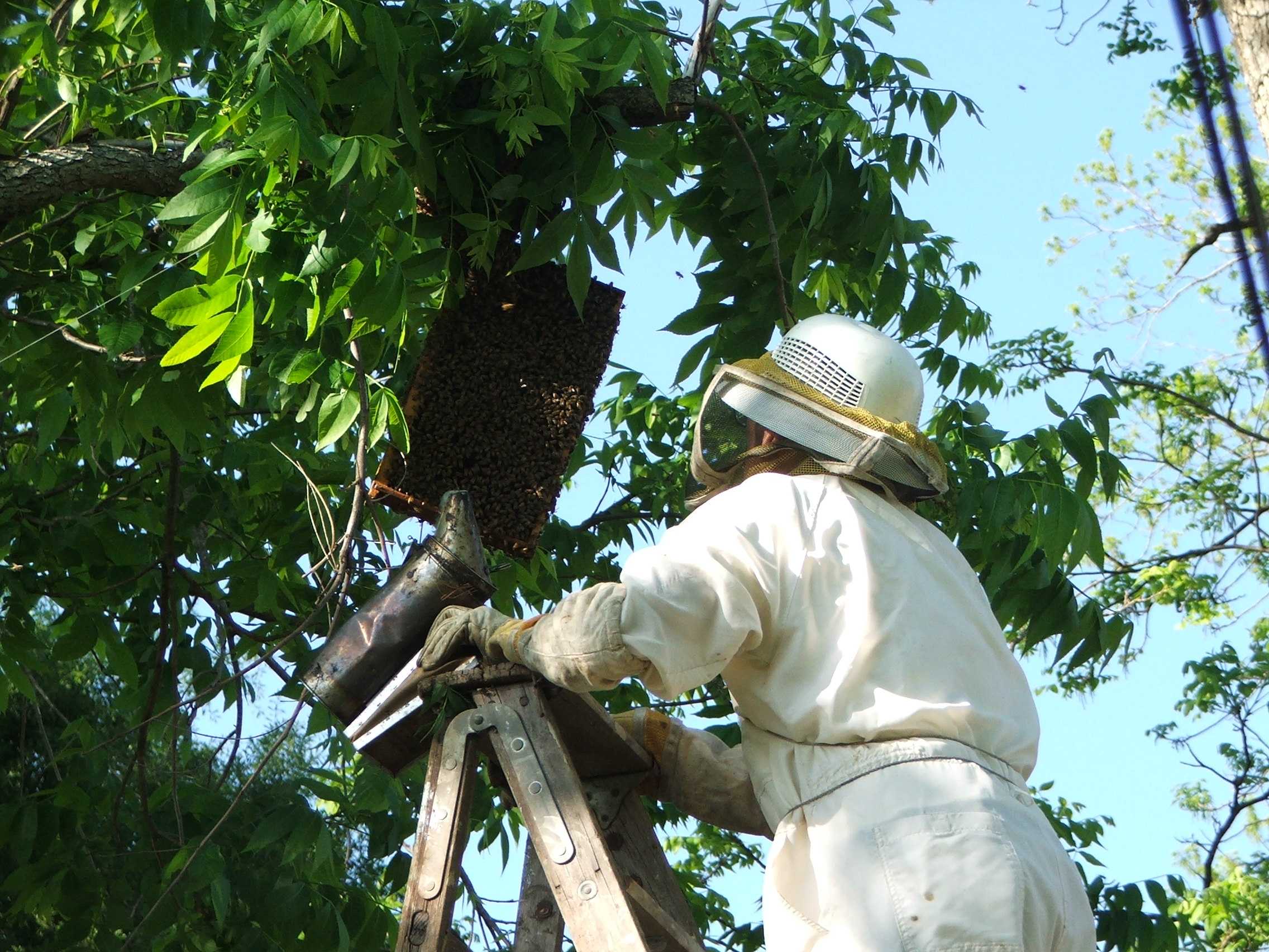 Обмен опытом пчеловода по использованию ловушки для роя