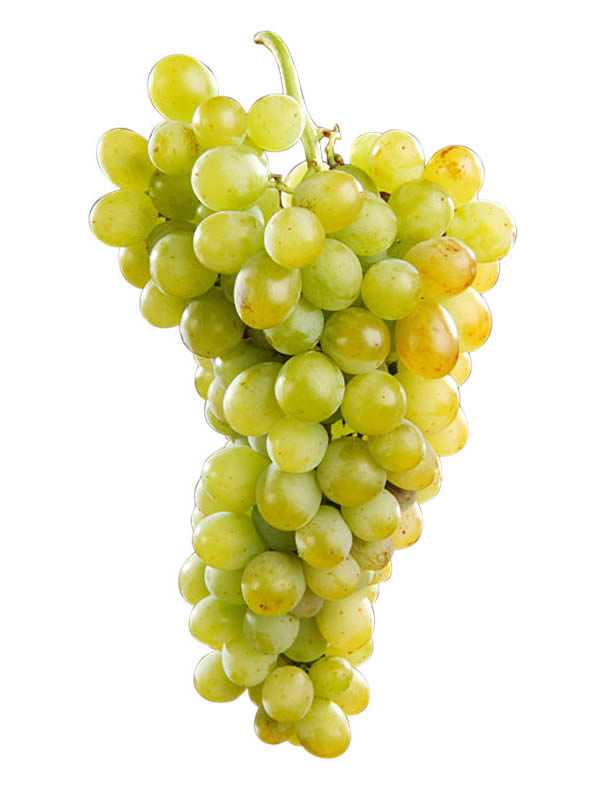 Молодой сорт для тех, кто любит послаще — виноград «розмус»