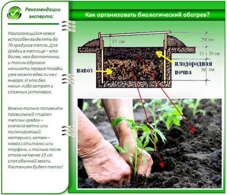 Подготовка почвы для огурцов в теплице весной: какой грунт им нравится, как его выращивать
