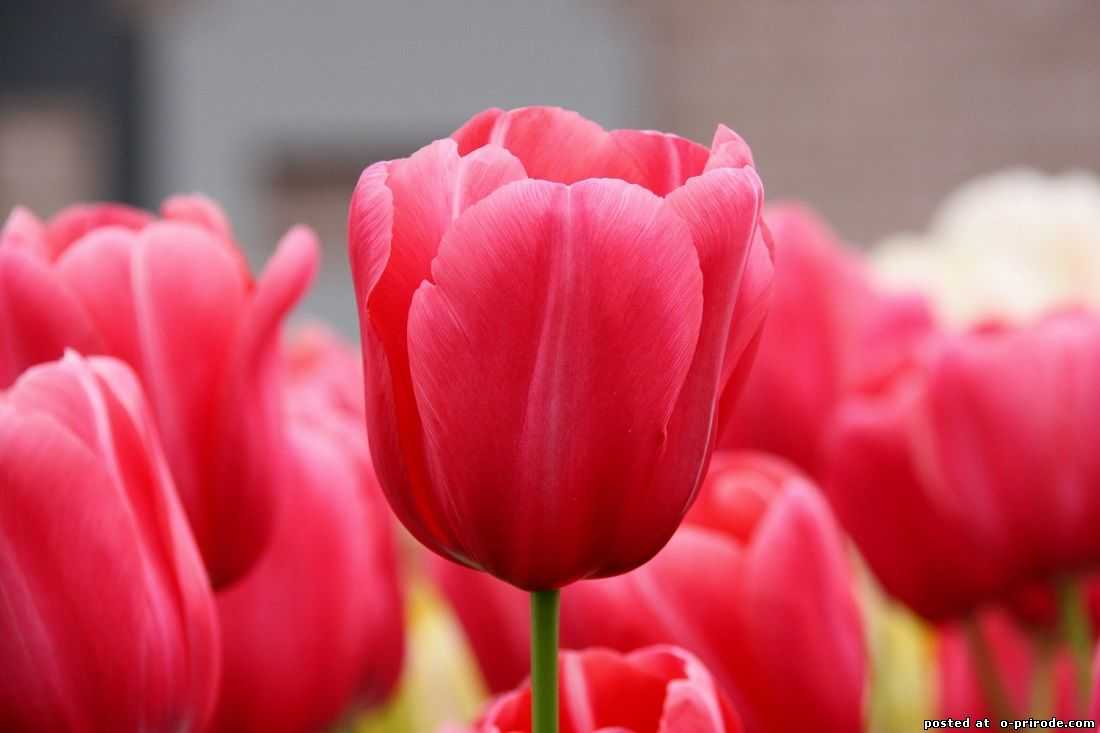 Тюльпаны: посадка и уход в открытом грунте — лучшие советы!