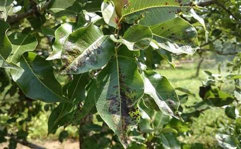 Болезни листьев груши и их лечение с фото