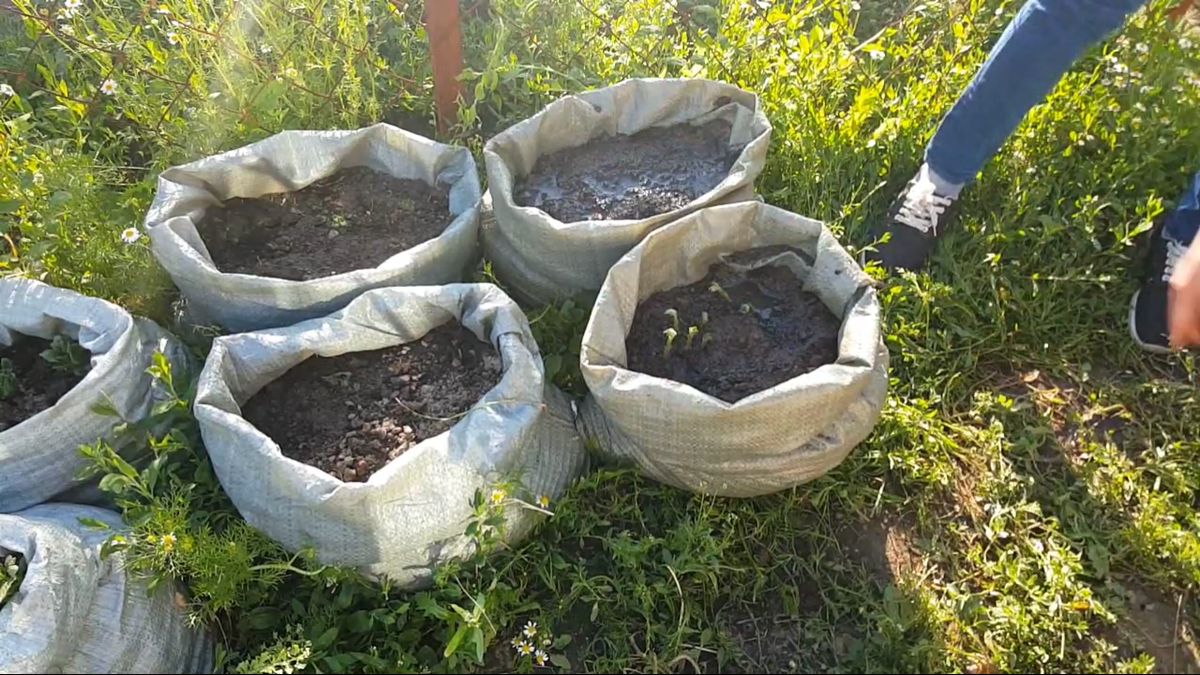 Выращивание картофеля в мешках: пошаговая инструкция