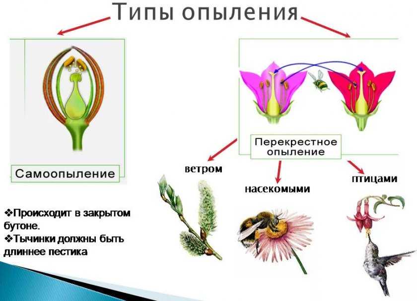 На рисунке показан процесс опыления цветковых растений определите тип опыления 1