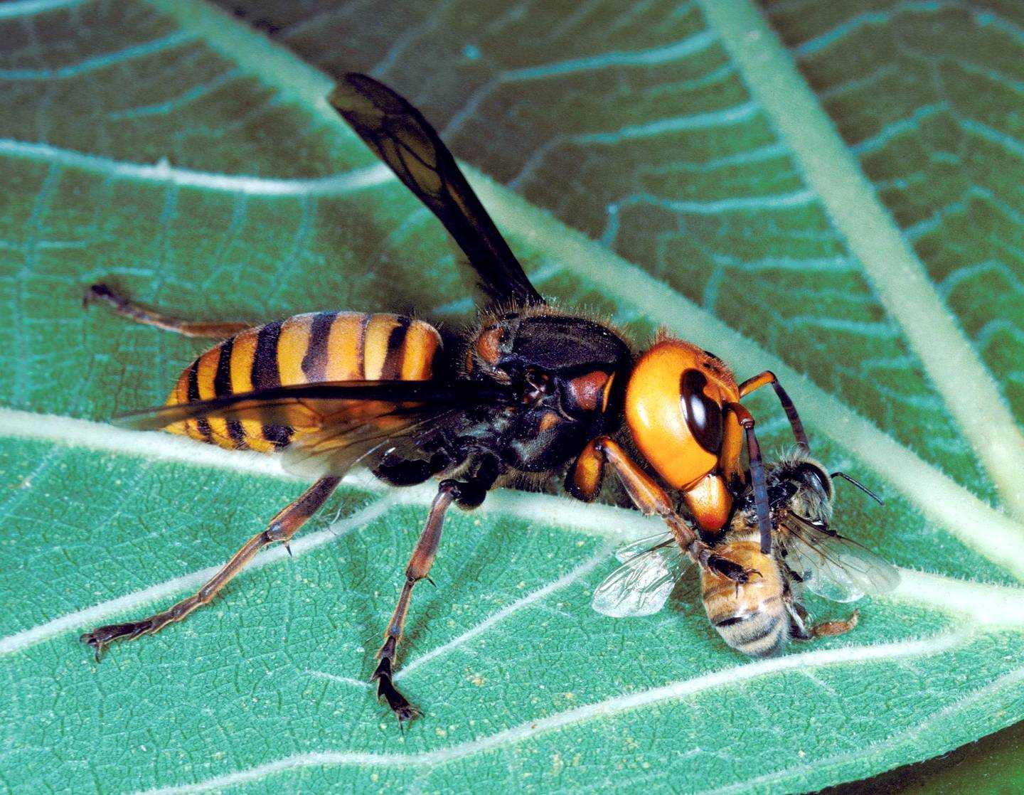 Эффективные методы борьбы с воровством семей пчел
