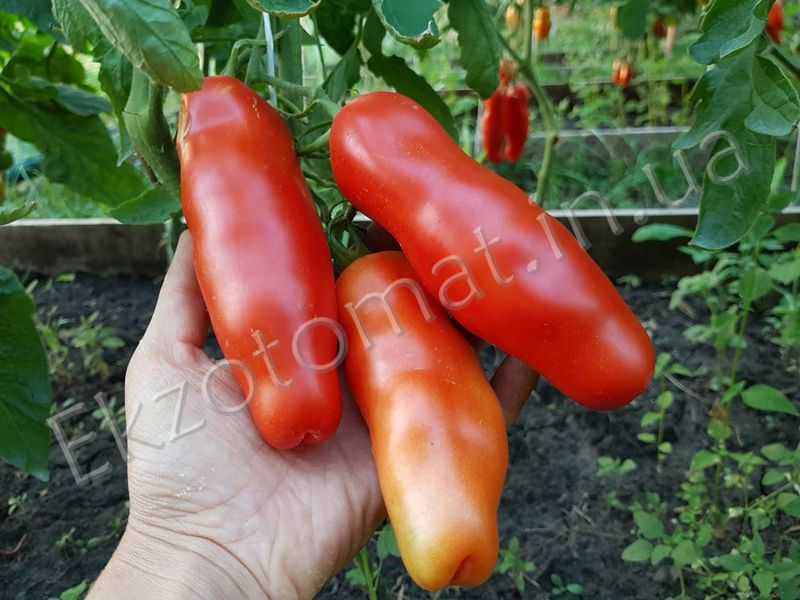 Сорт томата аурия отзывы фото