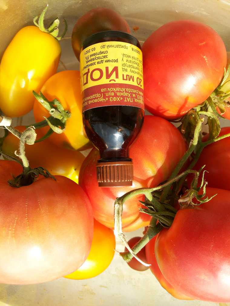 Как правильно поливать помидоры йодом: подкормка рассады раствором