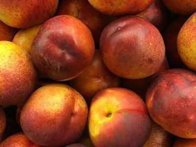 Гибрид абрикоса и персика: 4 вида и способы выращивания