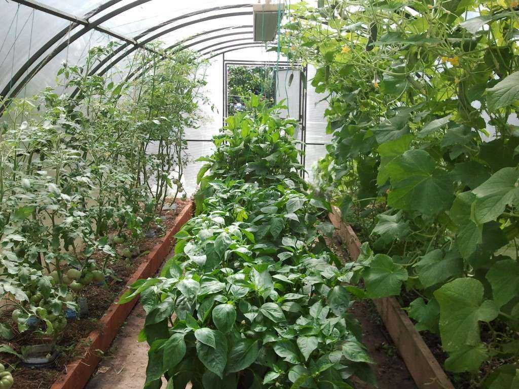 Соседство овощей на грядках в огороде: совместимость овощных культур при посадке