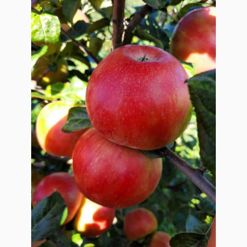 50 фото и описание яблони «хани крисп», посадка, уход, ее полезные свойства и противопоказания