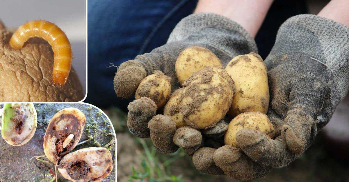 Как гарантированно избавиться от проволочника на картофельном участке?
