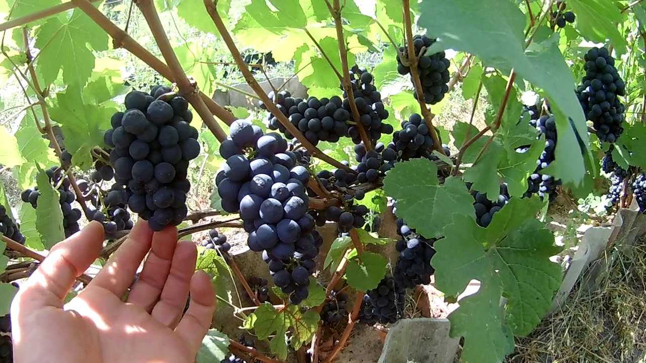 Виноград кишмиш: описание, лучшие сорта, достоинства и недостатки, выращивание, отзывы
