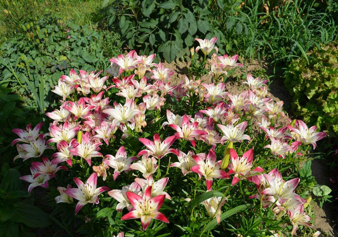 Лилии — выбор места и посадка в саду