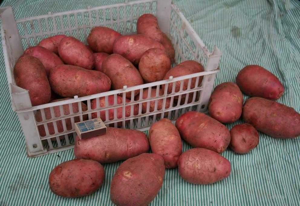 Лучшие сорта картофеля: описание, фото