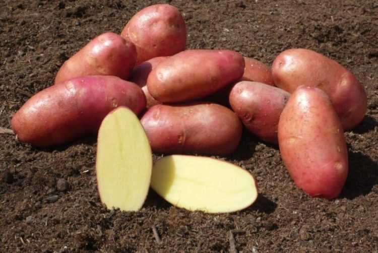 Сорт картофеля ред скарлетт: описание, посадка и уход