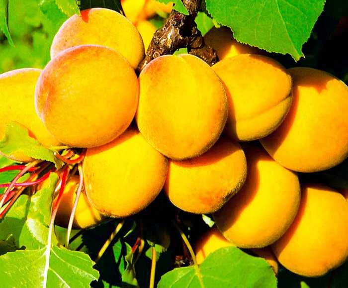 Описание и характеристика сорта абрикоса триумф северный