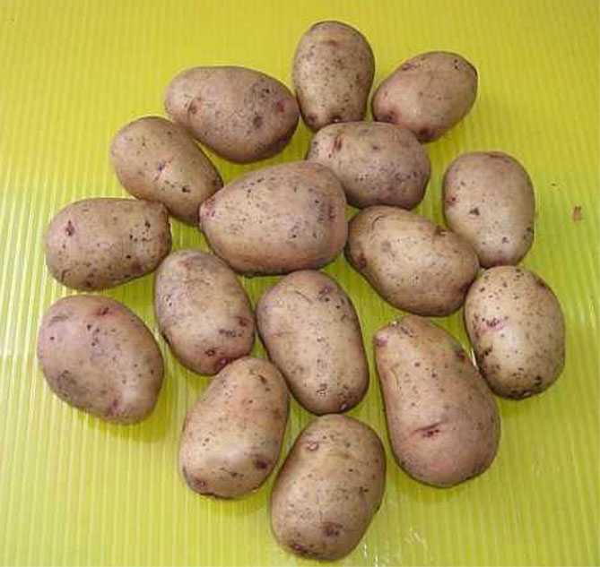 Лучшие сорта картофеля для средней полосы россии
