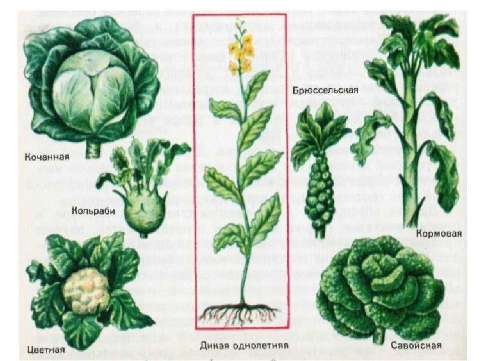 Основные виды капусты с фото и названиями