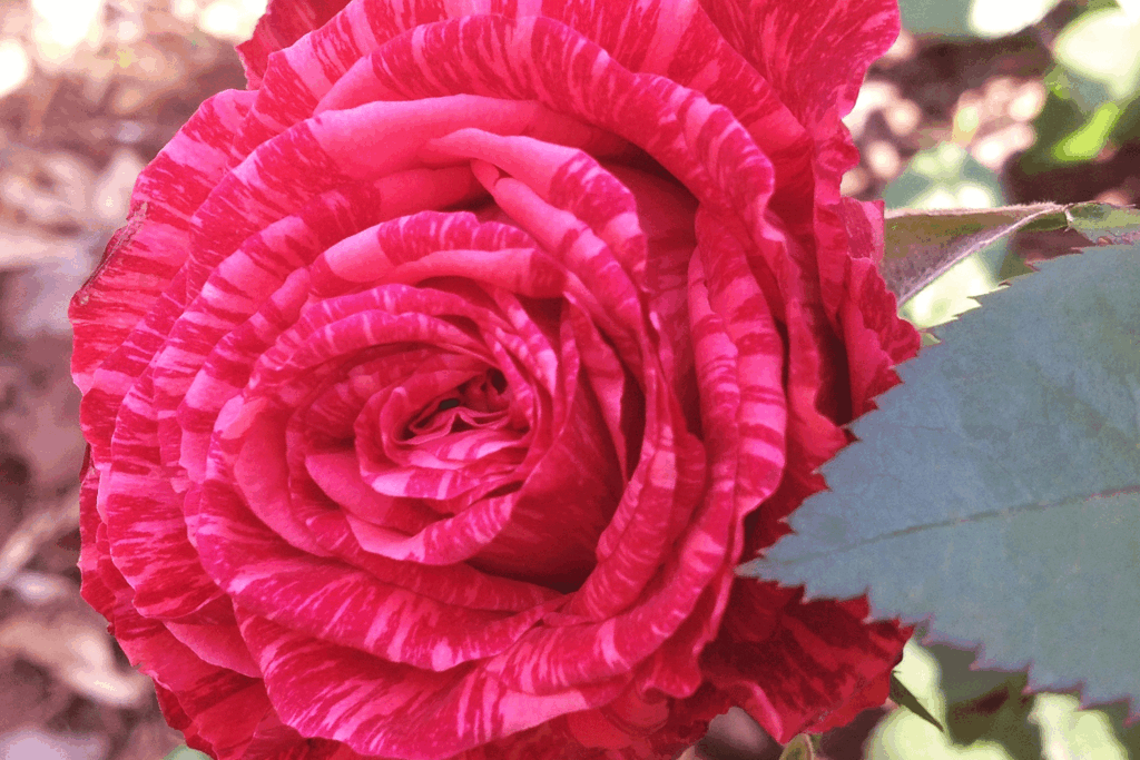 О кустовых розах: описание и характеристики видов и сортов культуры