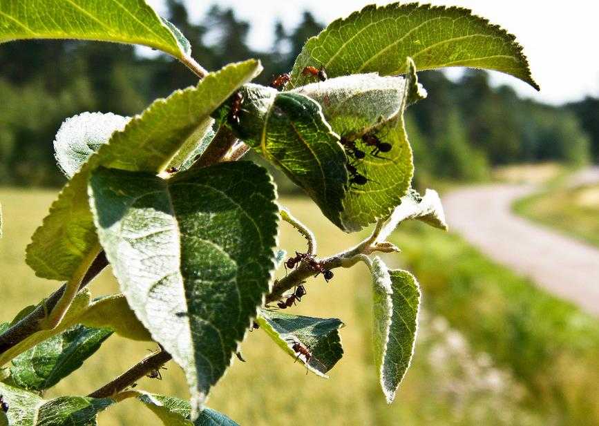 Как бороться с тлей на яблоне: эффективные методы борьбы, чем обработать растение от вредителя