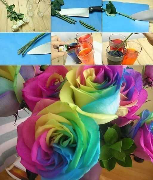 Как делают радужные розы