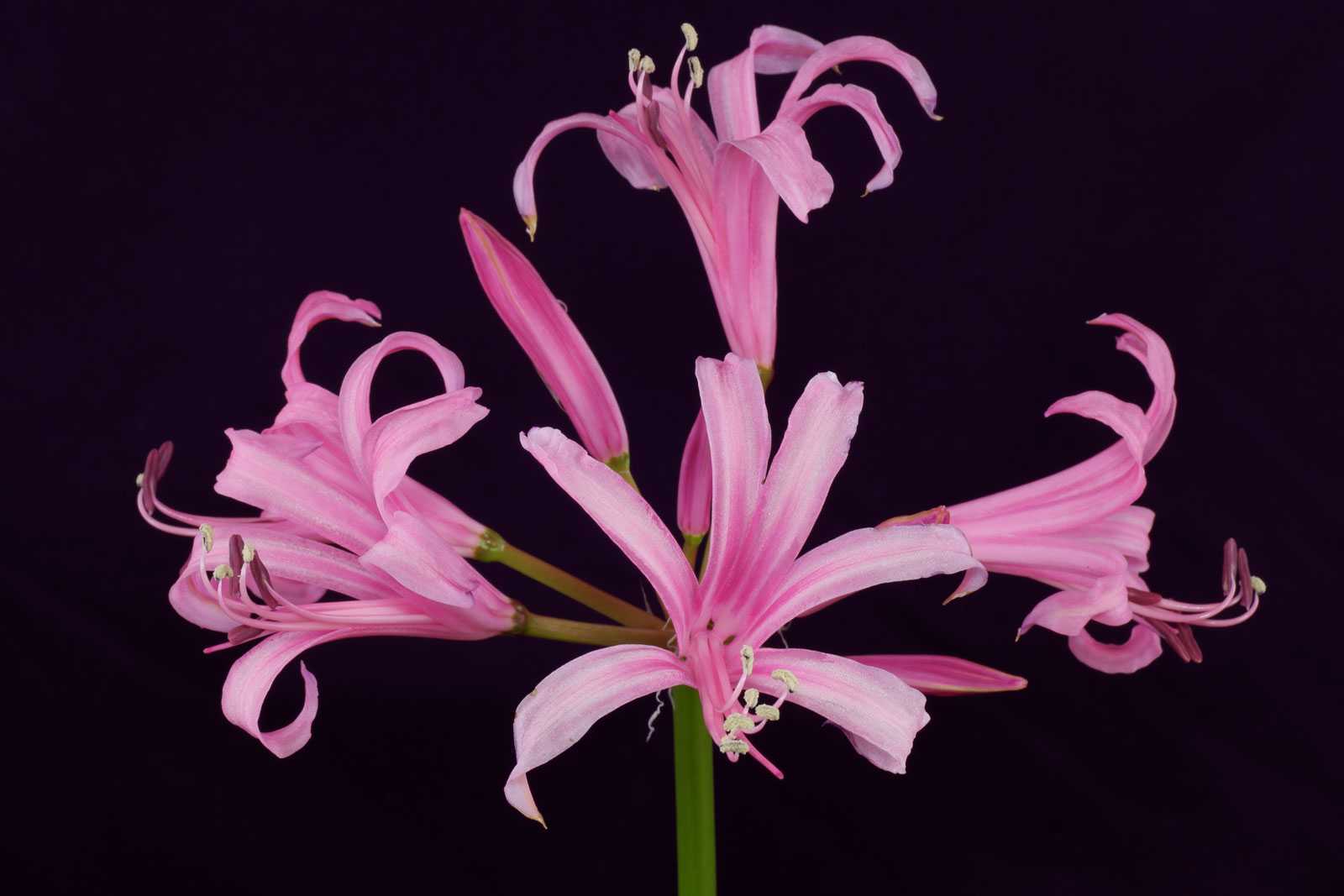 Паучья лилия: тайна цветка, характеристика, фото, правила выращивания