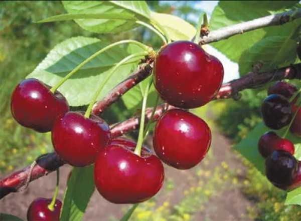 Описание вишни сорта «уральская рубиновая»: характеристики, фото, видео, отзывы