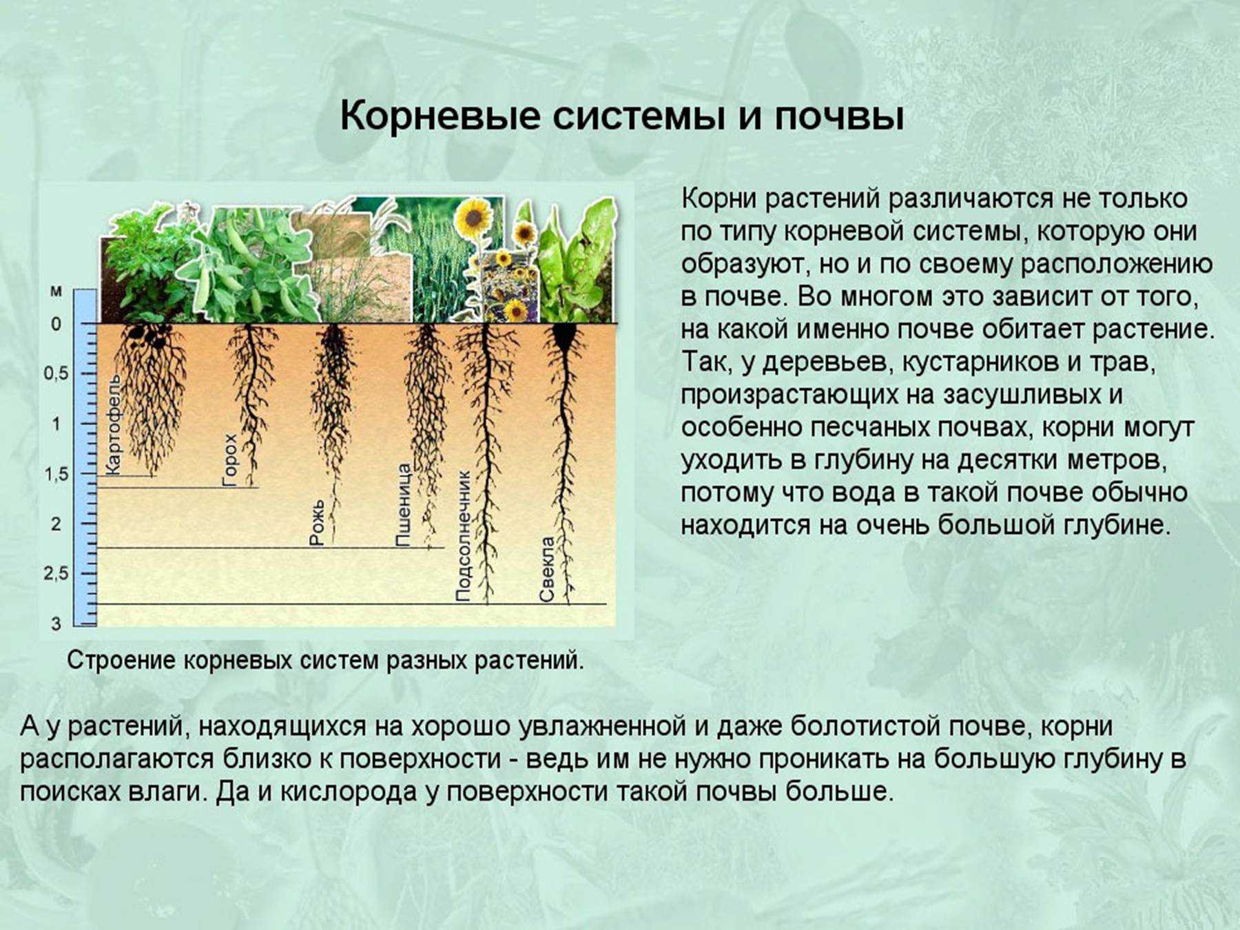 Корни одного растения называют корневой системой потому. Корневые системы растений. Глубина корневой системы. Корни растений в почве. Растения с поверхностной корневой системой.