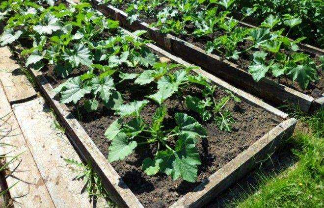 Кабачки: выращивание рассады из семян, посадка в открытый грунт и уход