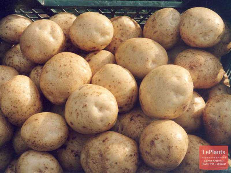 Картофель тимо ханккиян: фото, отзывы, описание сорта