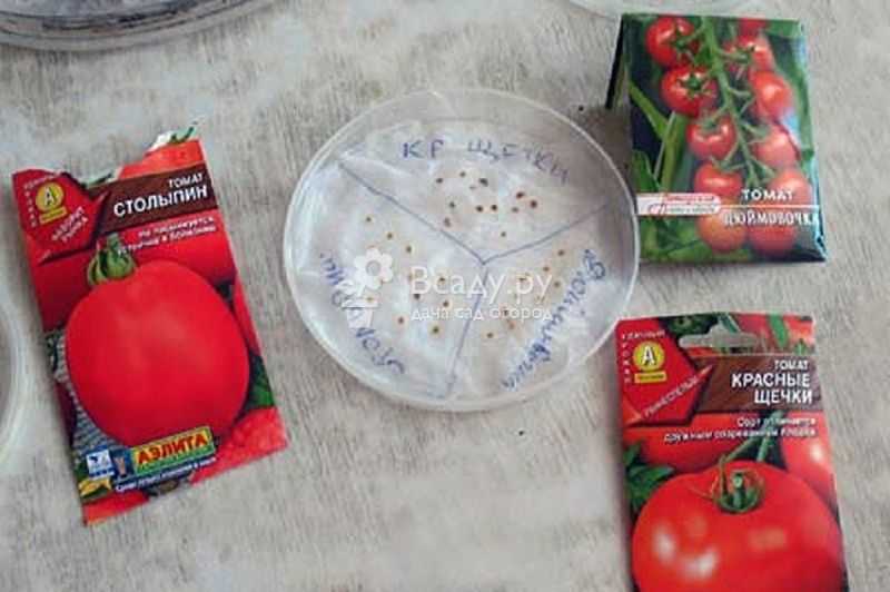 6 шагов как замочить семена помидор перед посадкой | красивый дом и сад