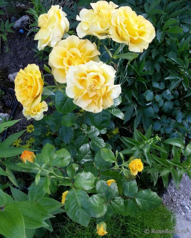 Роза керио: описание сорта, как выглядит цветок
