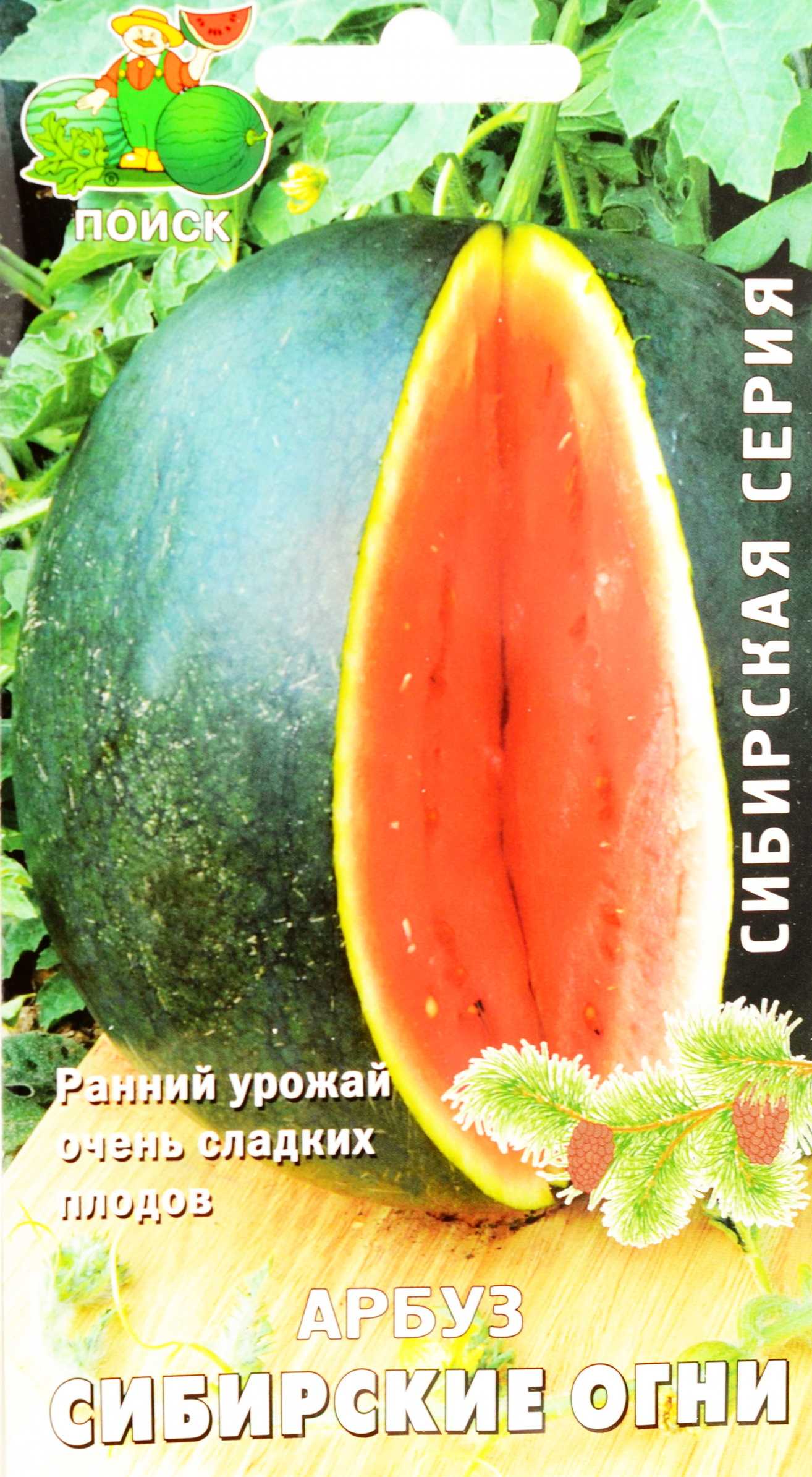 Лучшие сорта арбузов для сибири