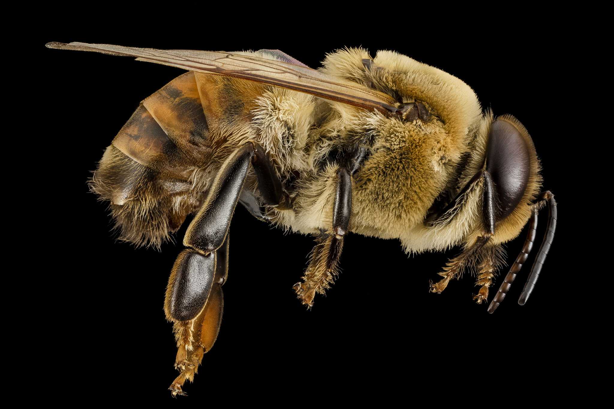 Кто такие пчелы трутни? их функции в семье