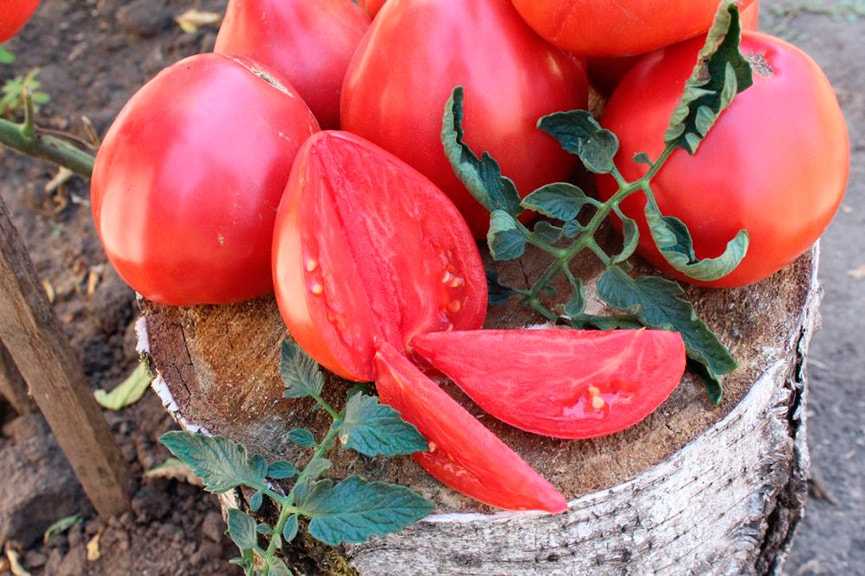 Неповторимый томат вельможа: описание сорта и отзывы