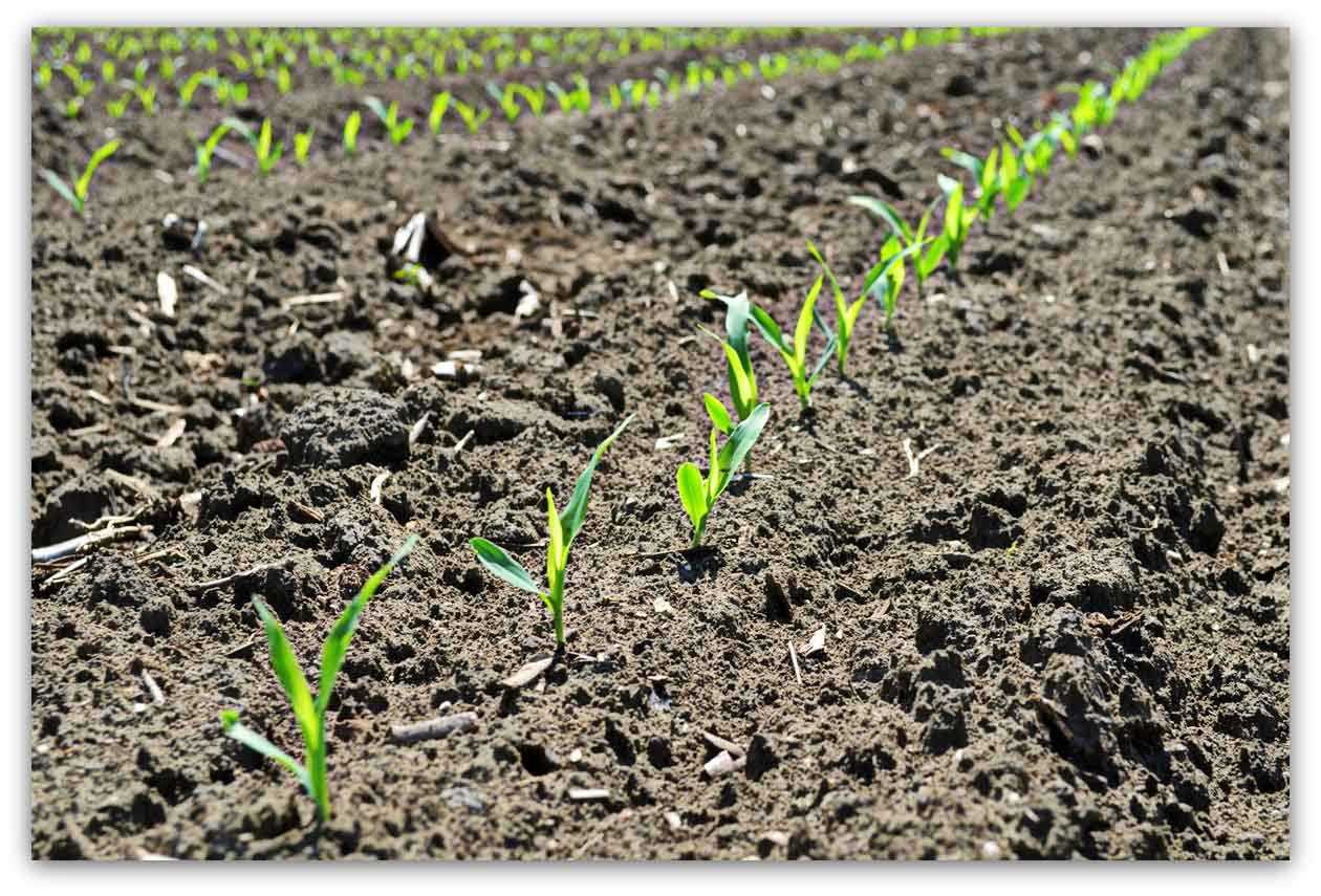 О посадке и уходе в открытом грунте за кукурузой: как правильно сажать, поливать