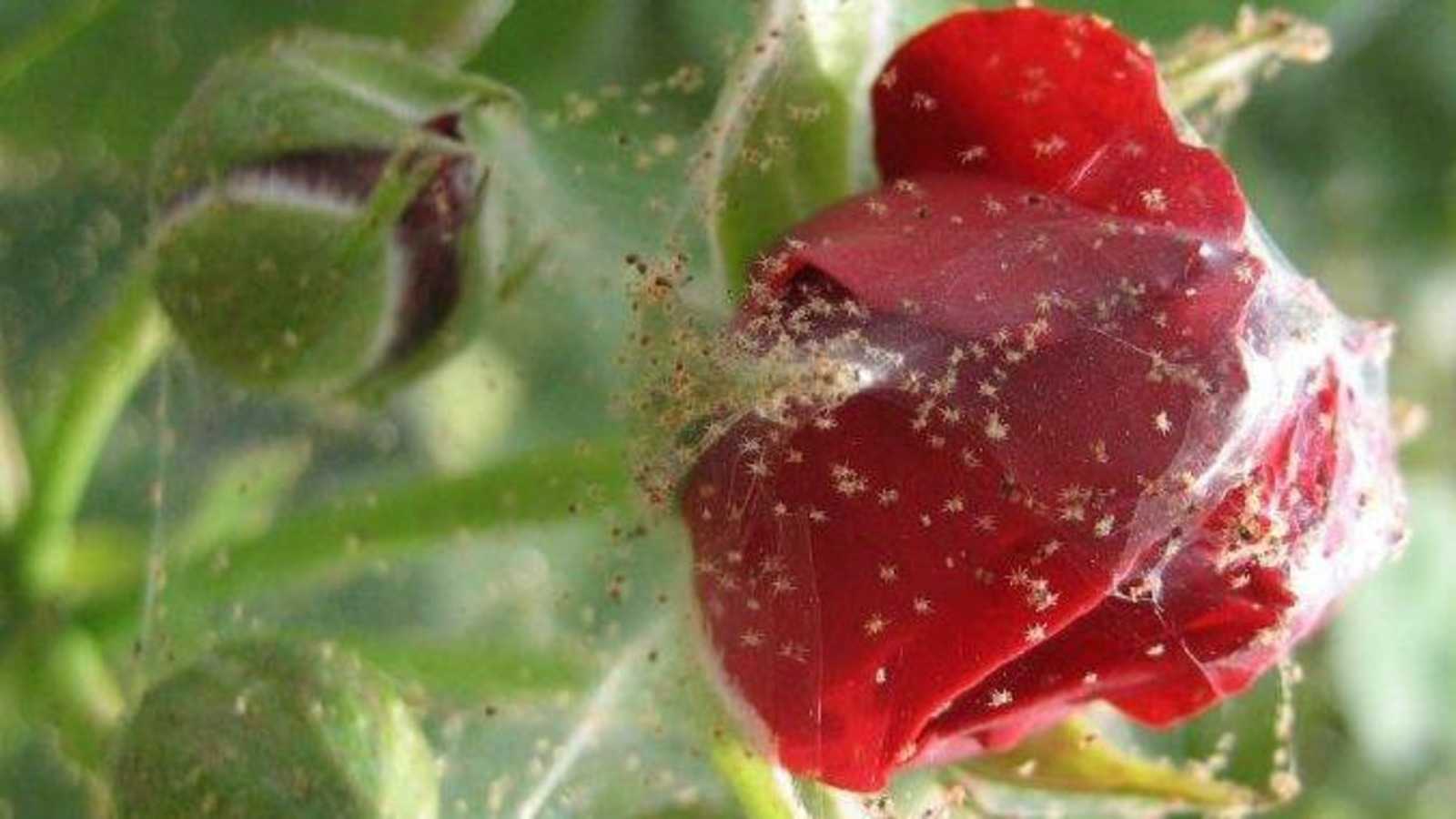 Чем бороться с паутинным клещом на комнатных растениях и цветах: розах, фиалках