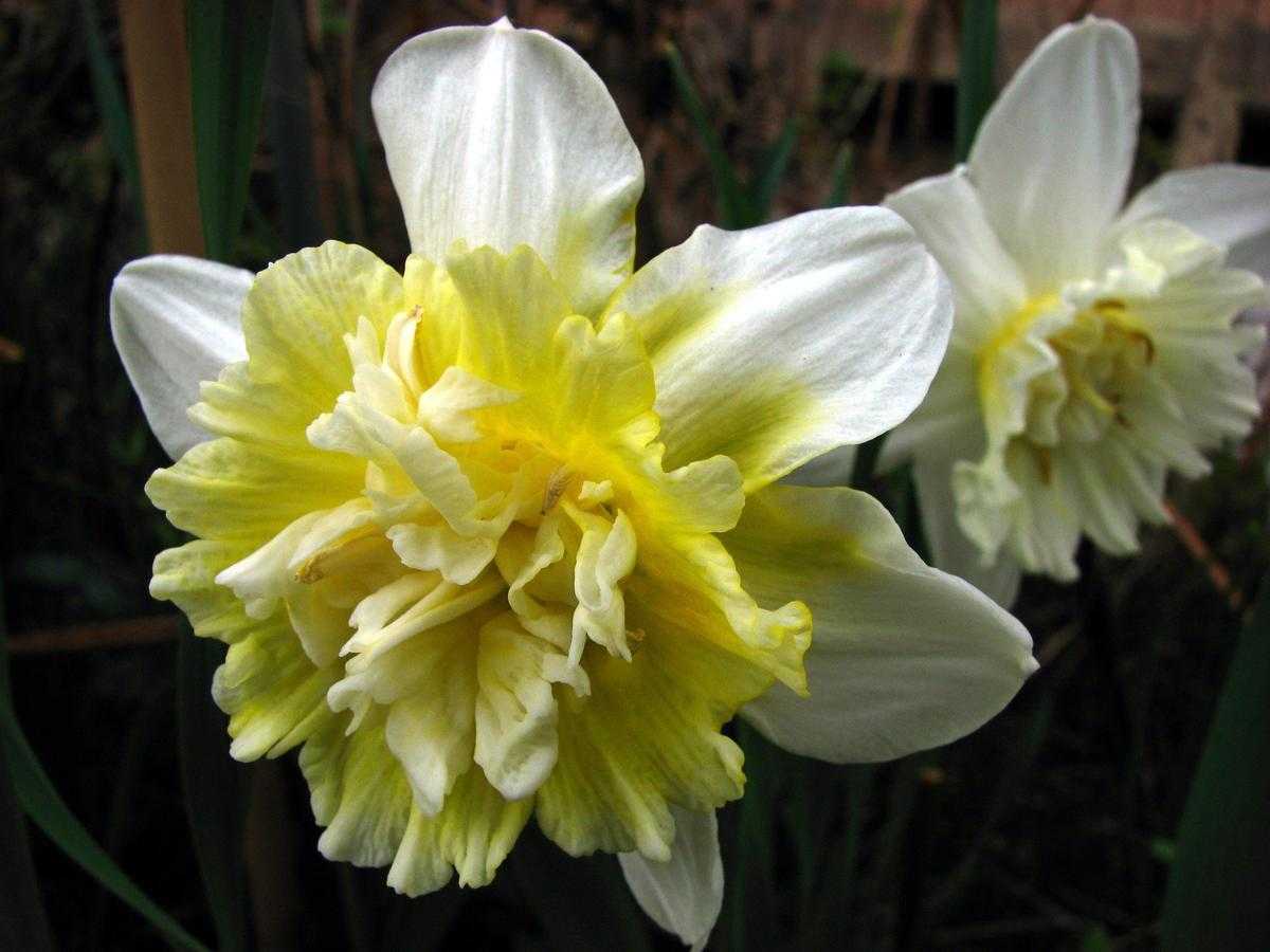 Весенний цветок нарцисс: фото и описание растения, посадка и уход, лучшие сорта нарциссов