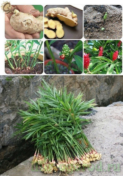 Как правильно выращивать имбирь на даче в открытом грунте, посадка и уход