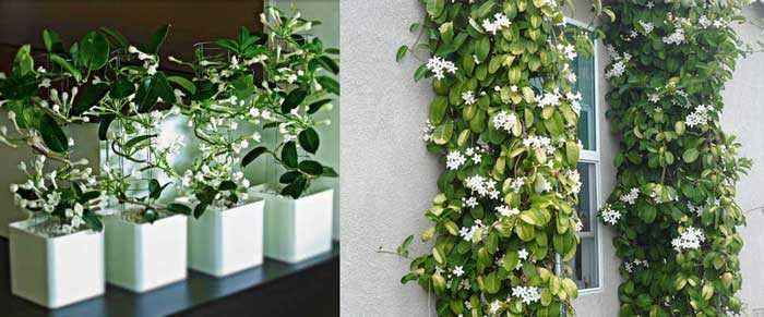 Как посадить и вырастить мадагаскарский жасмин дома: как ухаживать за цветком