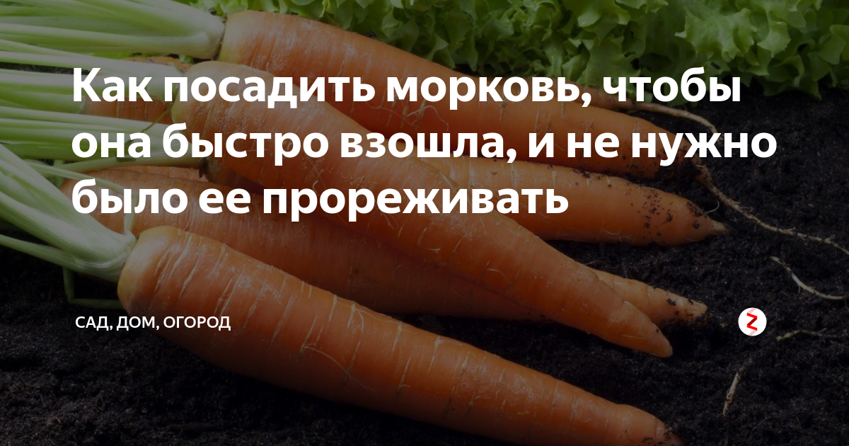 Как садить морковь, чтобы быстрее взошла